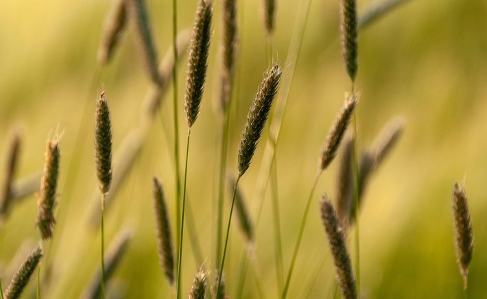 Braiding Sweetgrass by Robin Wall Kimmerer: A Peppermint Infusion for Paying Attention